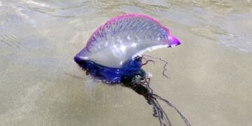 Jellyfish at Famara
