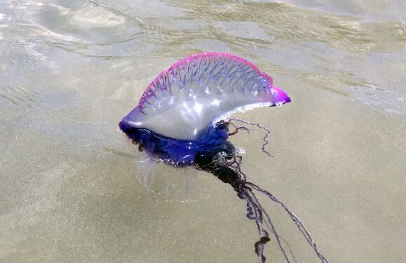 Jellyfish at Famara