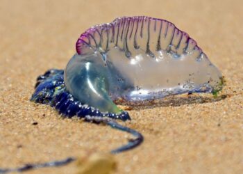 Jellyfish warning issued at Playa La Garita