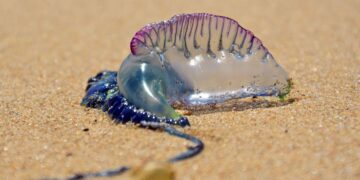 Jellyfish warning issued at Playa La Garita