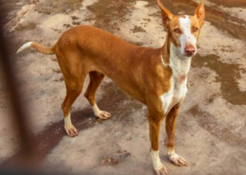 Dog of the month: Jimena