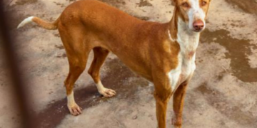 Dog of the month: Jimena