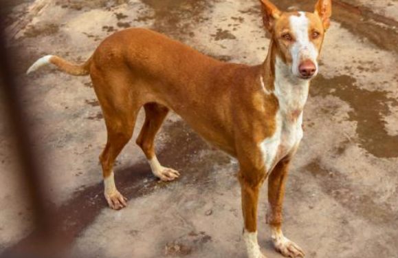 Dog of the month: Jimena