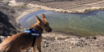 Good Dog!