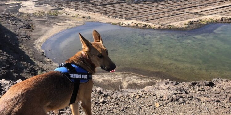 Good Dog!