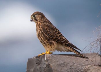 The Kestrel: Master of Lanzarote’s winds