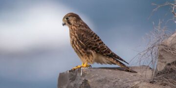 The Kestrel: Master of Lanzarote’s winds