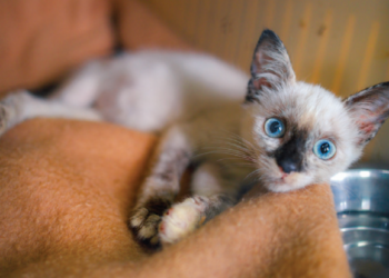 The kitten saviours of Lanzarote