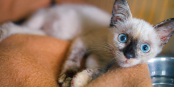 The kitten saviours of Lanzarote