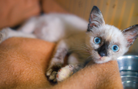 The kitten saviours of Lanzarote