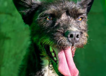 SARA Dog of the Month: Lana
