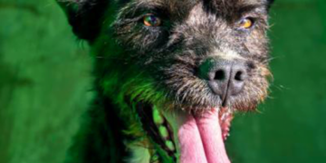 SARA Dog of the Month: Lana