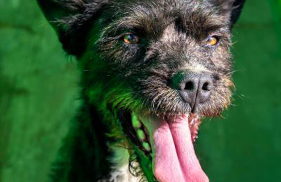SARA Dog of the Month: Lana