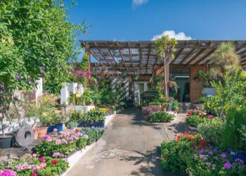 Lanzarote garden experts since 2006
