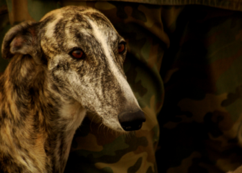 No to hunting