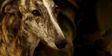 No to hunting