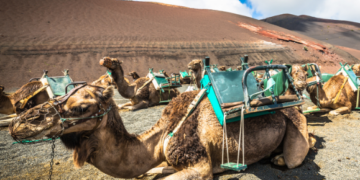 Lanzarote in The New York Times