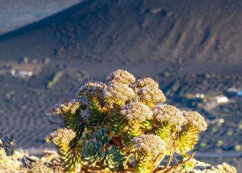 Where to find Lanzarote’s wild plants
