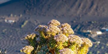 Where to find Lanzarote’s wild plants