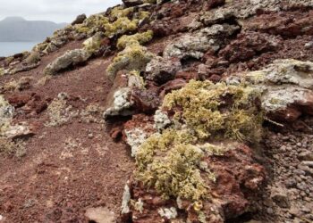 Lanzarote’s ancient lichen trade
