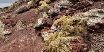 Lanzarote’s ancient lichen trade