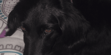 Luna’s Story