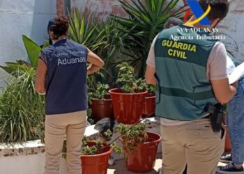 300 marijuana plants seized in Tahíche