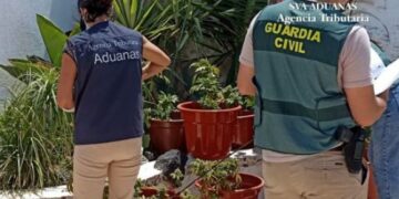 300 marijuana plants seized in Tahíche