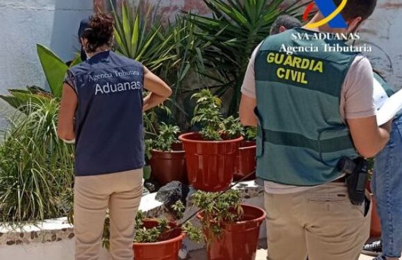 300 marijuana plants seized in Tahíche