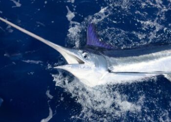 Marlin attacks boat off Lanzarote coast