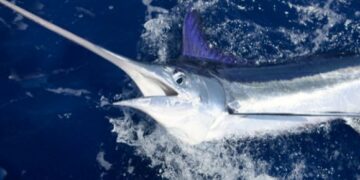 Marlin attacks boat off Lanzarote coast
