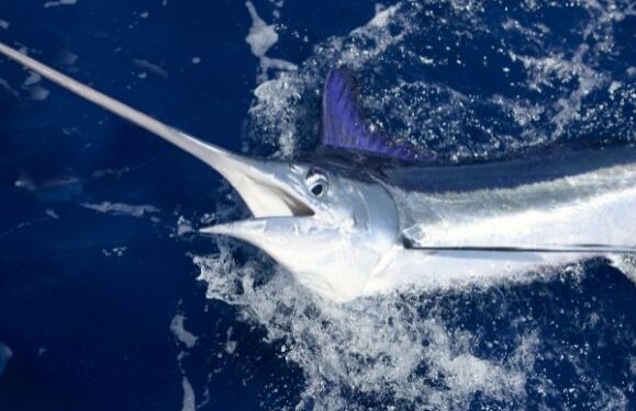 Marlin attacks boat off Lanzarote coast
