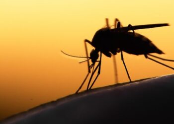 Mosquito plague traced