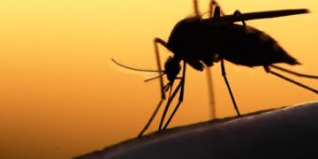 Mosquito plague traced