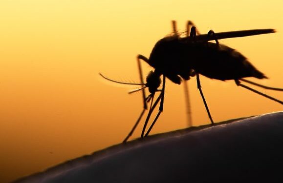 Mosquito plague traced