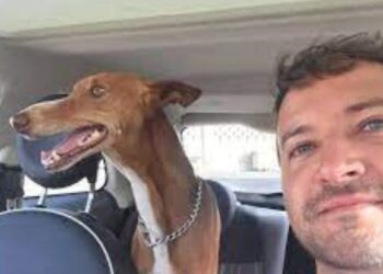 New Cabildo Animal Welfare Area