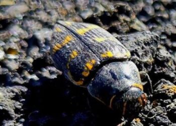 New life in the La Palma crater