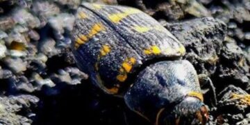 New life in the La Palma crater