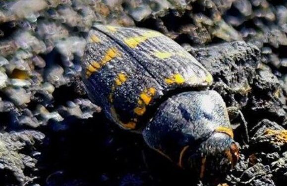 New life in the La Palma crater