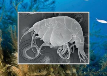 New species of crustacean discovered in Puerto del Carmen
