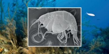 New species of crustacean discovered in Puerto del Carmen