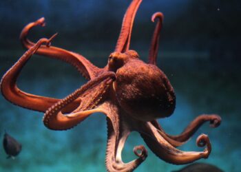 Octopus fisherman arrested