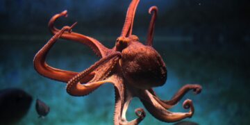 Octopus fisherman arrested
