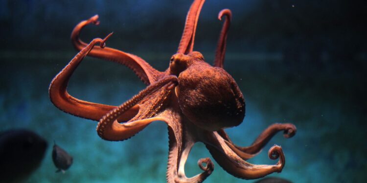 Octopus fisherman arrested