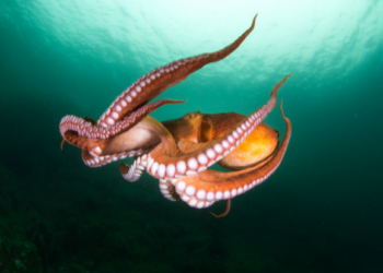 Octopus farm controversy