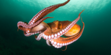 Octopus farm controversy