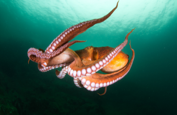 Octopus farm controversy