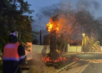 Palm tree blaze in Costa Teguise