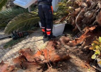Palm tree collapse