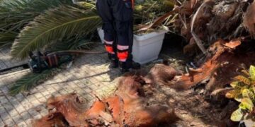Palm tree collapse